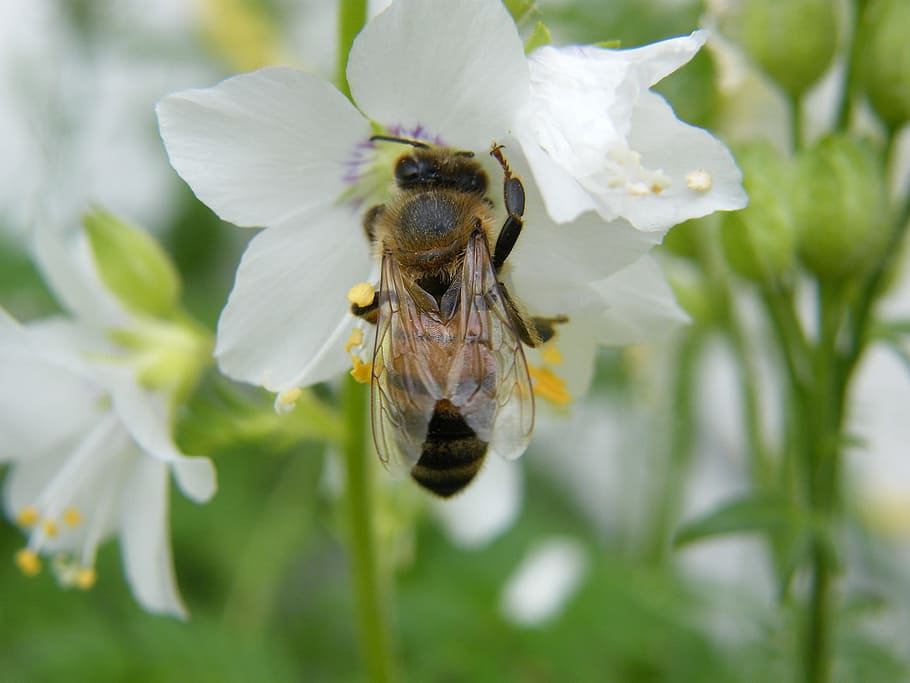 Spring, Blossom, Bloom, Bee, White, one animal, insect, animal themes HD wallpaper