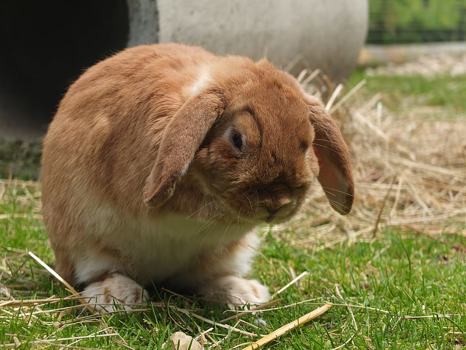 Hare, Meadow, Animal, long ears, summer, mammal, nature, brown HD wallpaper