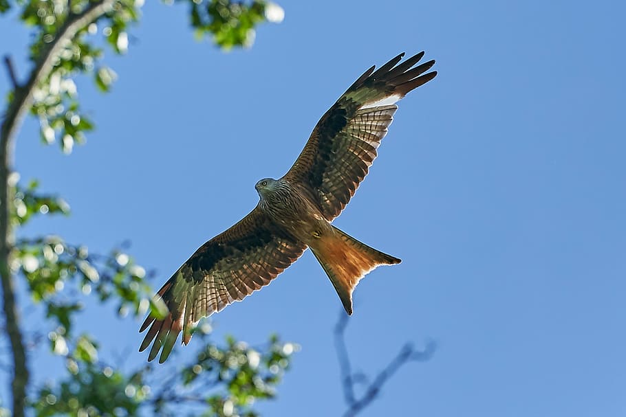 red kite, tree, fly, raptor, bird, sky, hunting, feather, blue, HD wallpaper