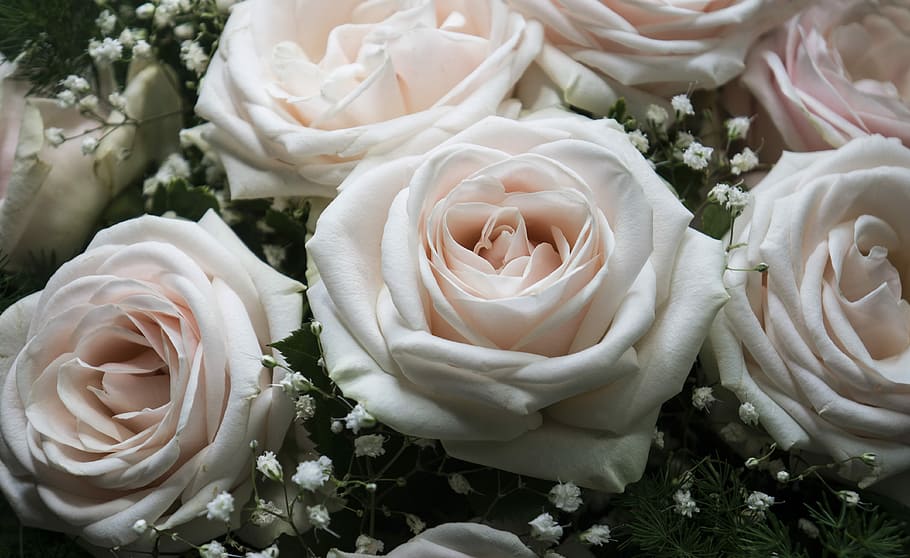 natural, roses, flower, flowering plant, rose - flower, beauty in nature HD wallpaper