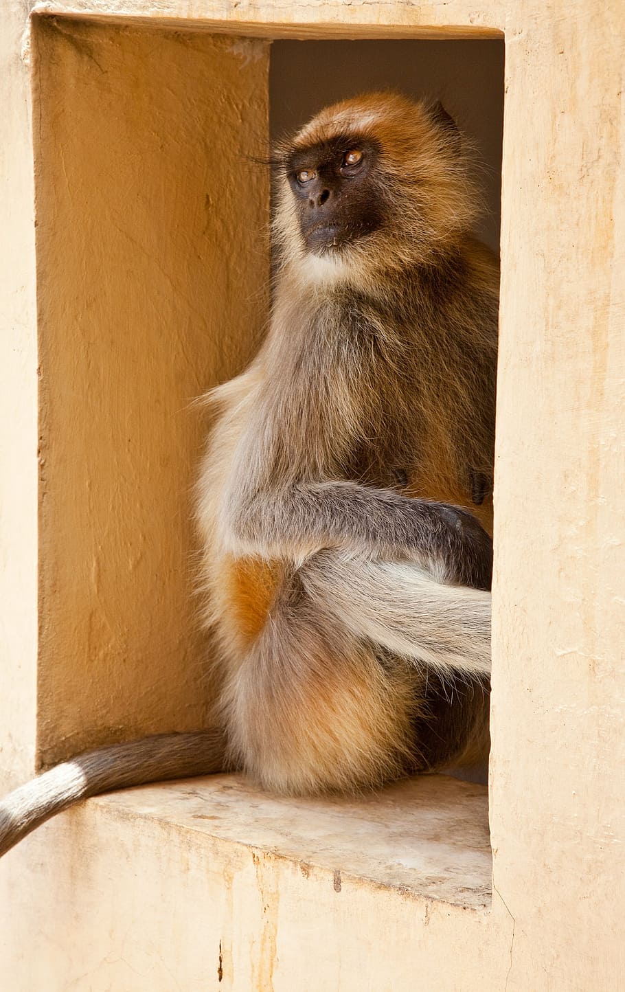 monkey, window, house, wild, animal, mammal, primate, wildlife HD wallpaper