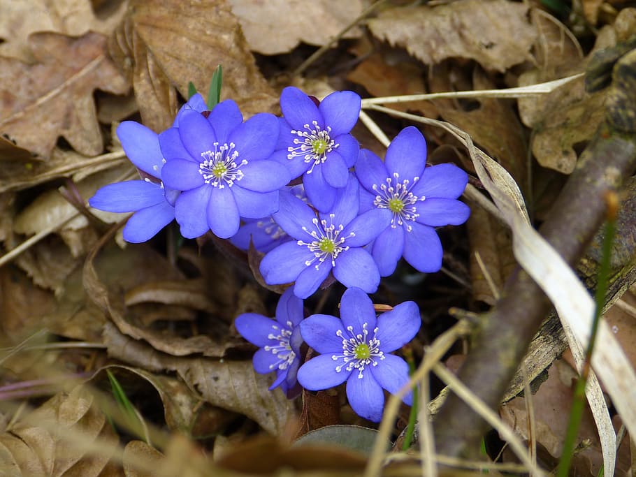 selective focus photo of blue petaled flowers, hepatica, blossom