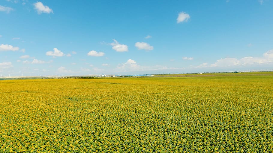 sunflower, uav, sky, landscape, field, beauty in nature, yellow HD wallpaper