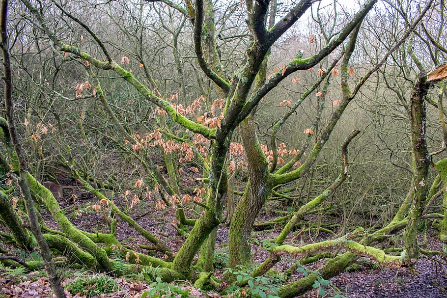 Tree, Moss, Nature, Green, Forest, Wood, environment, outdoor HD wallpaper