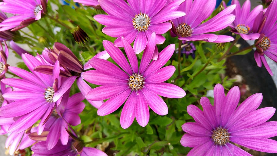 flowers, nature, flowering plant, freshness, beauty in nature HD wallpaper