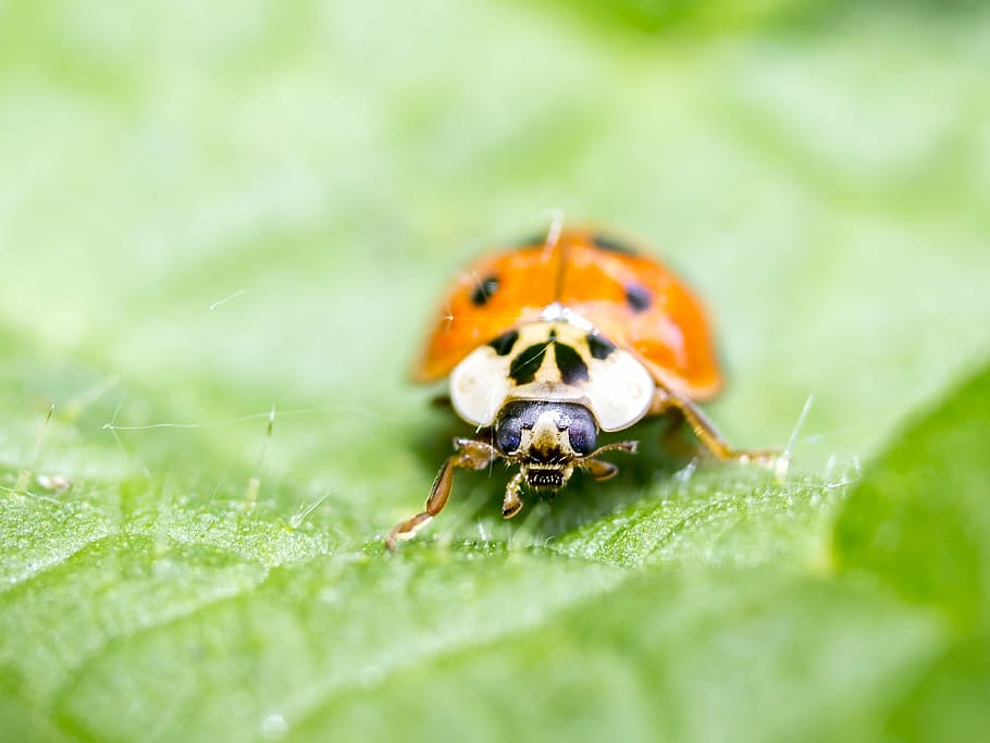 ladybug, beetle, insect, nature, macro, close-up, red, animal HD wallpaper