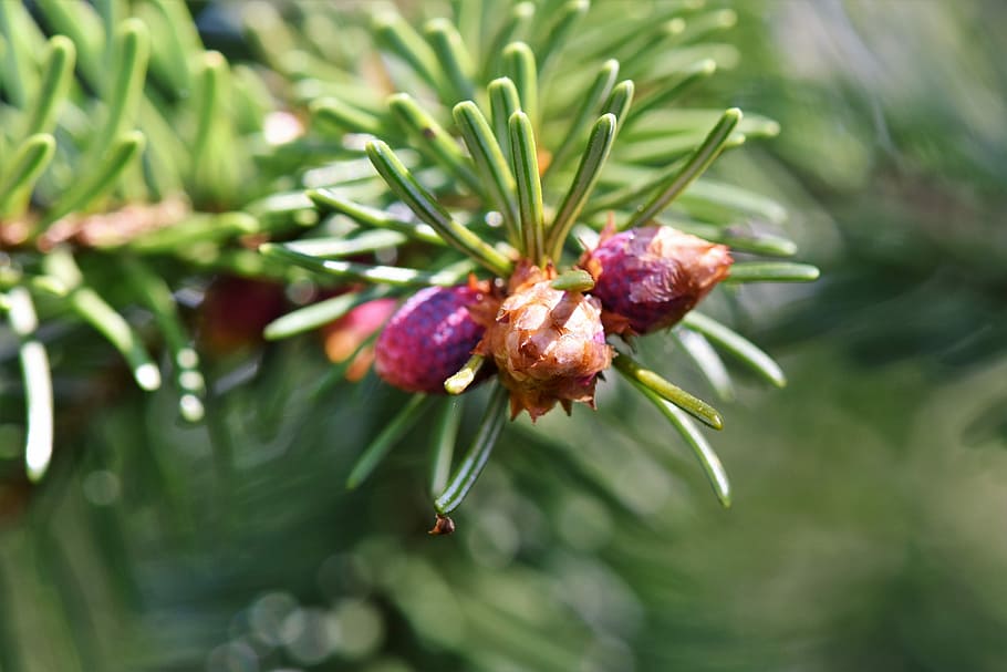 pine branch, engine, needles, spruce, nature, conifer branch HD wallpaper