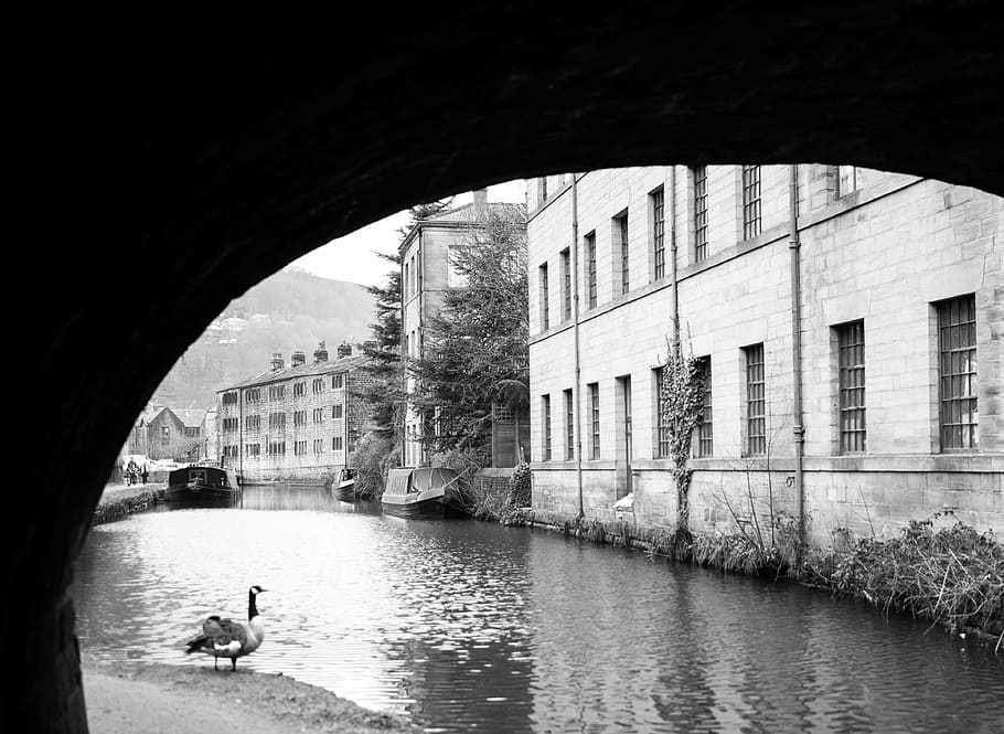 duck standing beside calm body of water and concrete buildings grayscale photo HD wallpaper