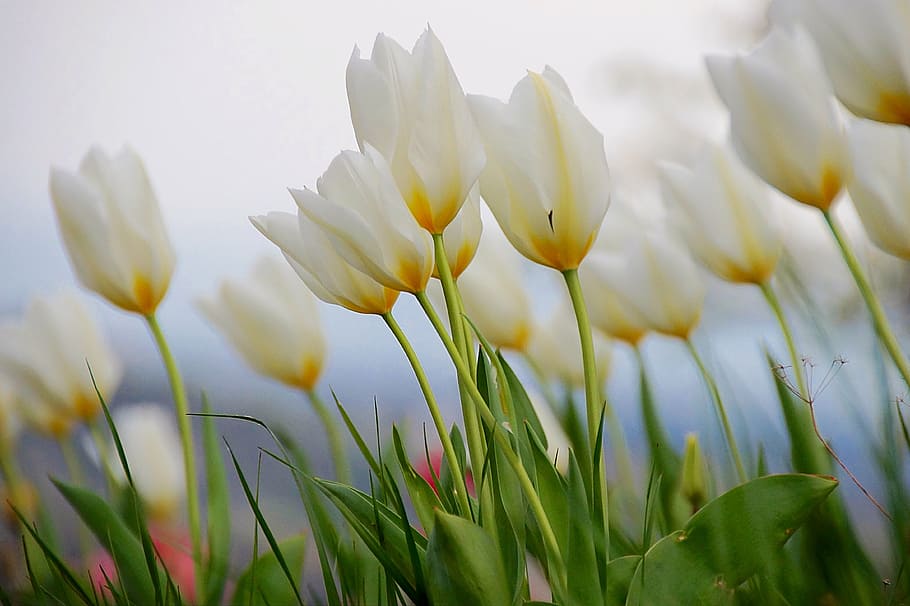 shallow focus photography of white petal flower, tulip, spring HD wallpaper