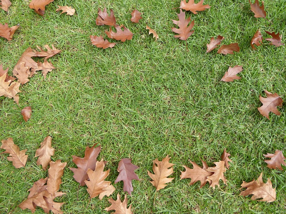 leaves, fall, grass, autumn, border, leaf, autumn leaves, plant HD wallpaper