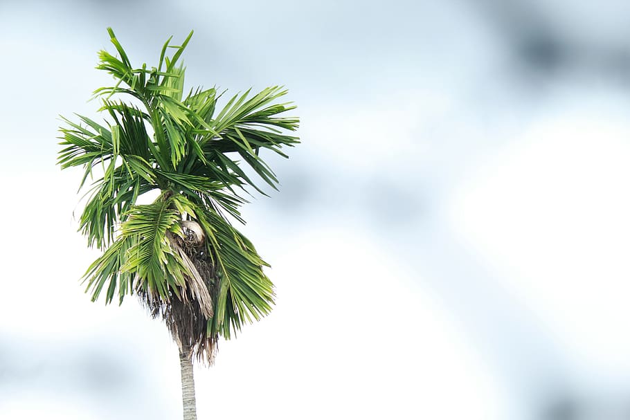 palm tree, sky, blue, nature, cloud, green, leaf, plant part HD wallpaper