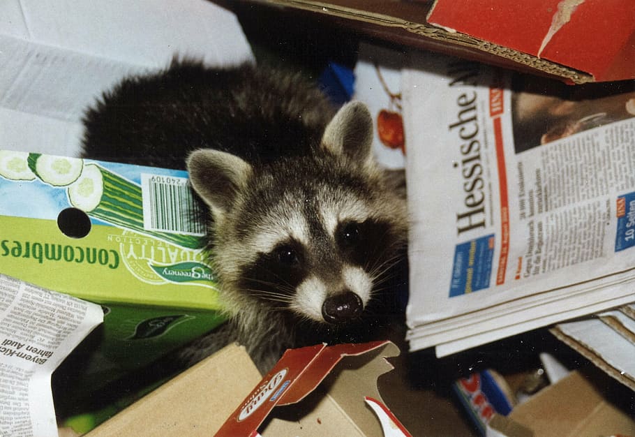 raccoon on box, please donate, coffee donation, paypal, please appreciate