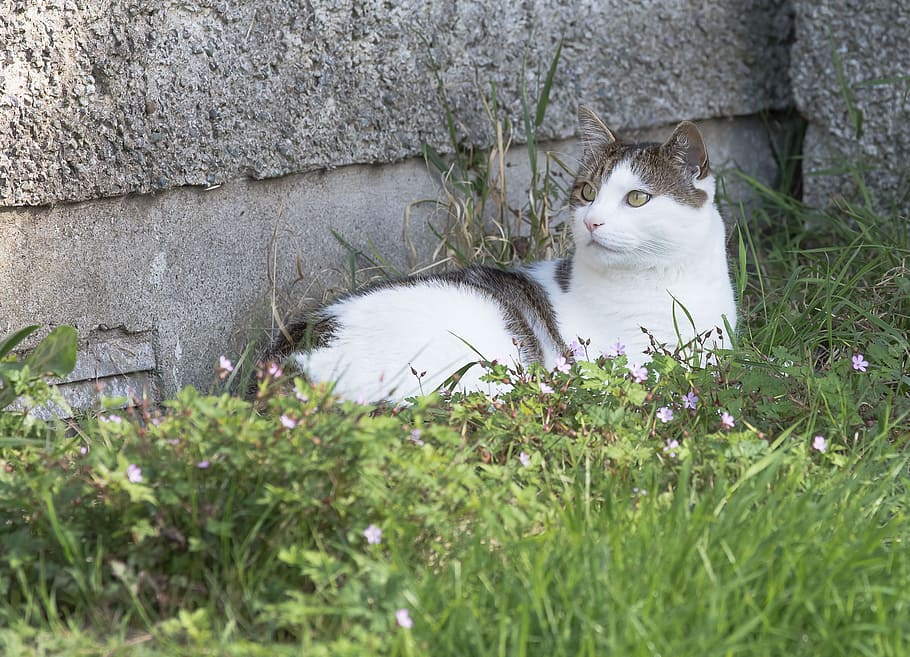 cat, grass, nature, pet, animal, animal themes, mammal, one animal HD wallpaper