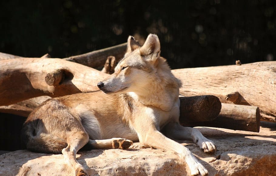 alert, fox, resting, staring, wildlife, wolf, animal themes HD wallpaper