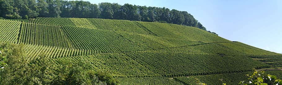 green grass field under blue sky, panorama, vineyards, south-facing slope, HD wallpaper