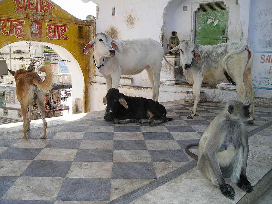 three cattle, with two monkey and one dog, india, cows, animals HD wallpaper
