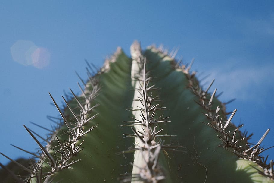 low angle photography of green cactus plant under blue skies at daytime, worm's eyeview green cactus during daytimne HD wallpaper