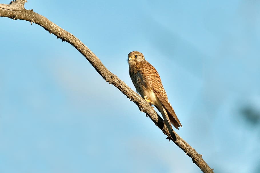 Birds Of Prey, Kestrel, Bogart, Village, bogart village, june, HD wallpaper