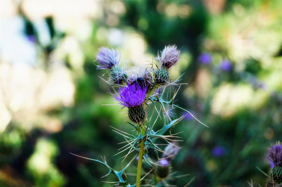 camping, nature, mount, purple, plant, flower, flowering plant HD wallpaper