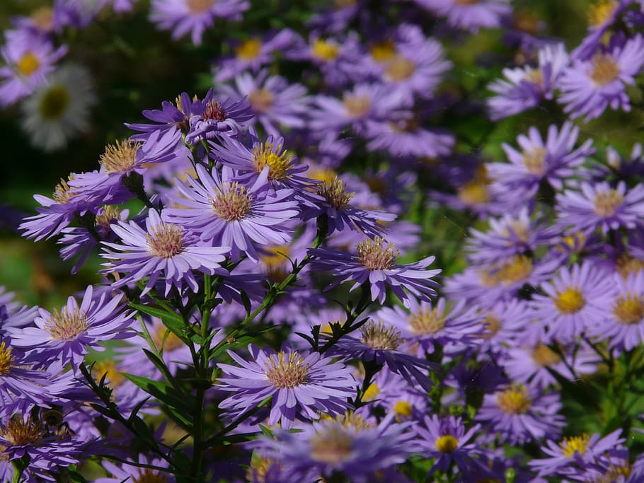 smooth leaf aster, herbstaster, flower, bloom, flowers, ornamental plant HD wallpaper