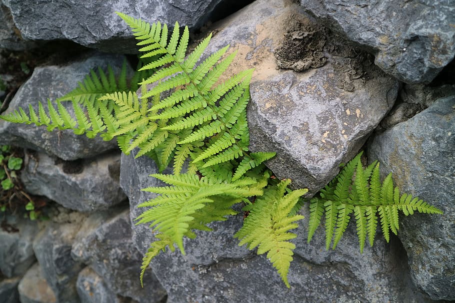 fern, wall, stone, stone wall, fouling, natural stone wall HD wallpaper