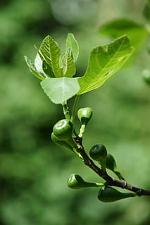 fig tree, branch, green, leaves, fig fruit, growth, plant part HD wallpaper
