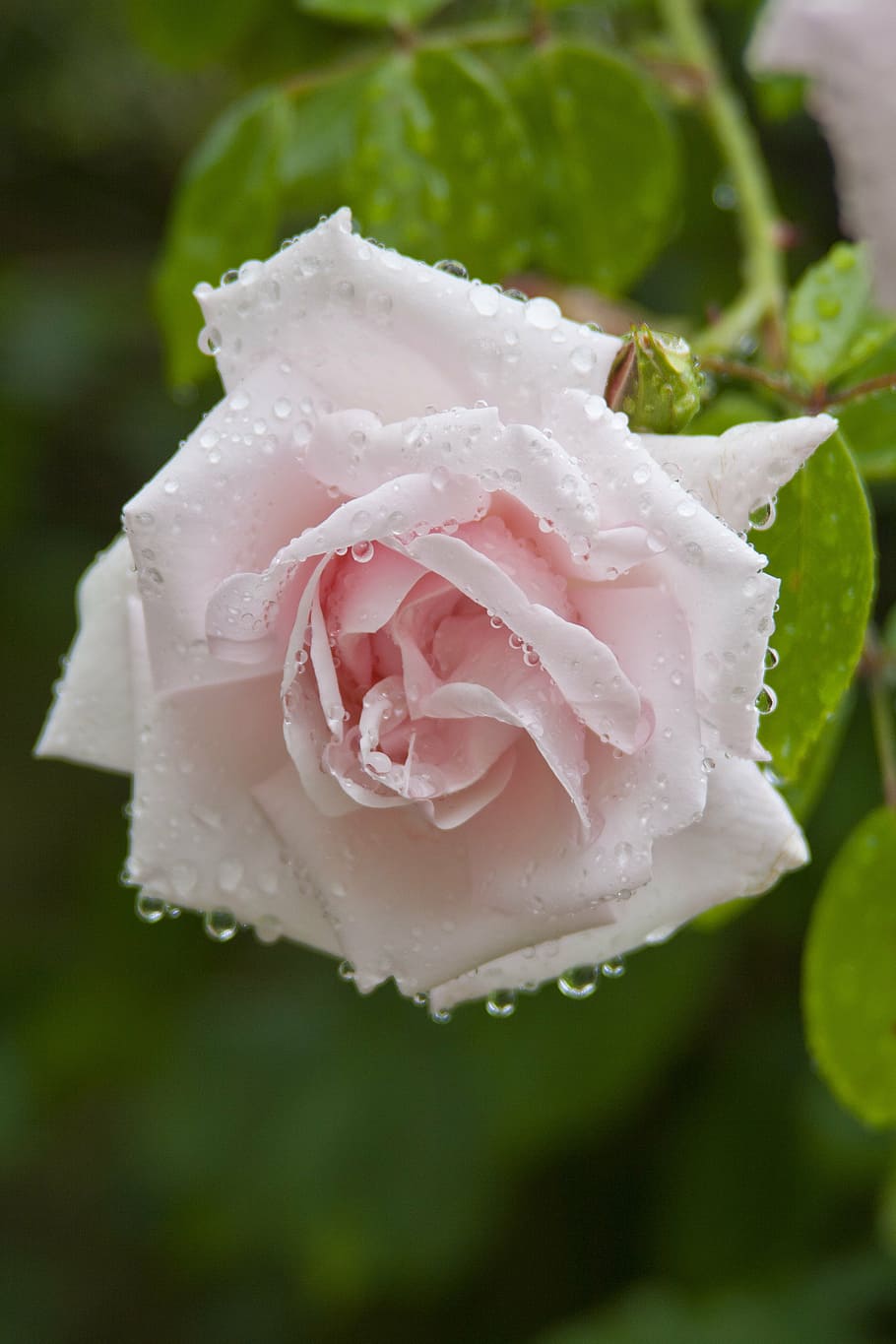 rose, nature, dew, drops, water, pink rose, flowers, garden HD wallpaper