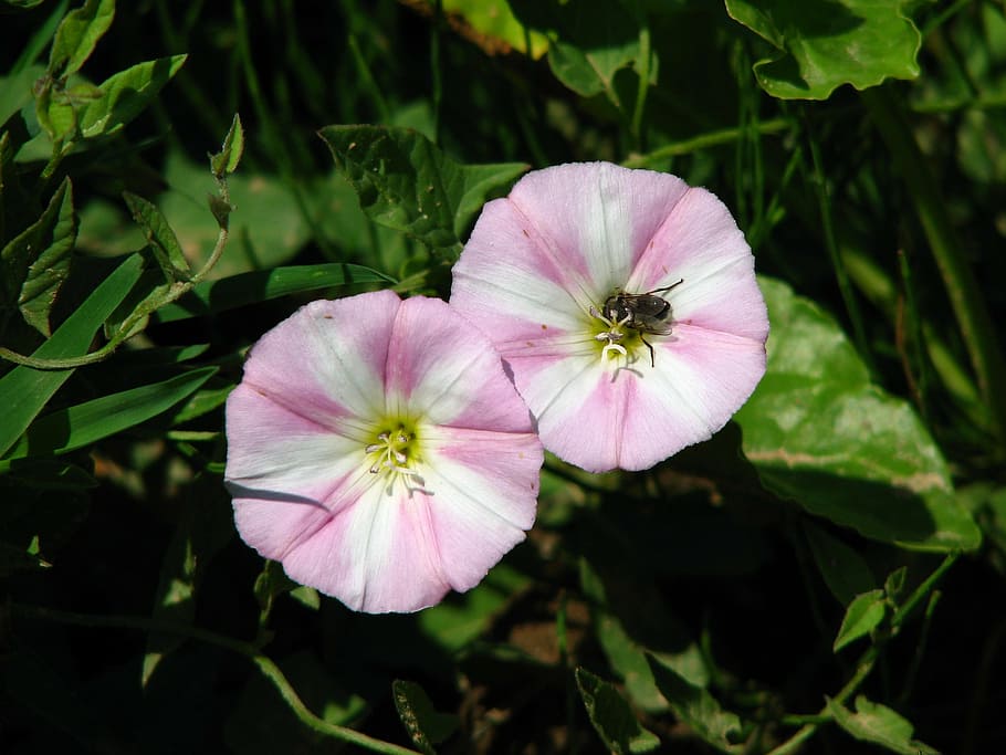 vetch, insect, pink, white, flower, blossom, bloom, plant, field HD wallpaper