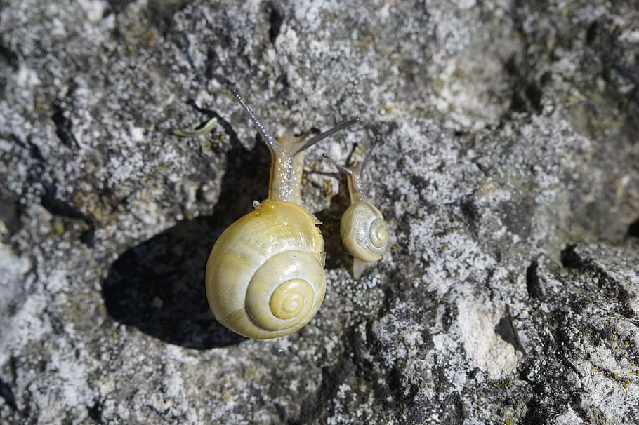 snails, race, crawl, steinig, yellow, shell, slowly, mollusk HD wallpaper