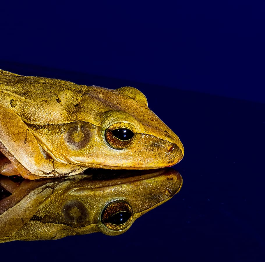frog, close, mirror image, animal, vertebrate, animal themes HD wallpaper
