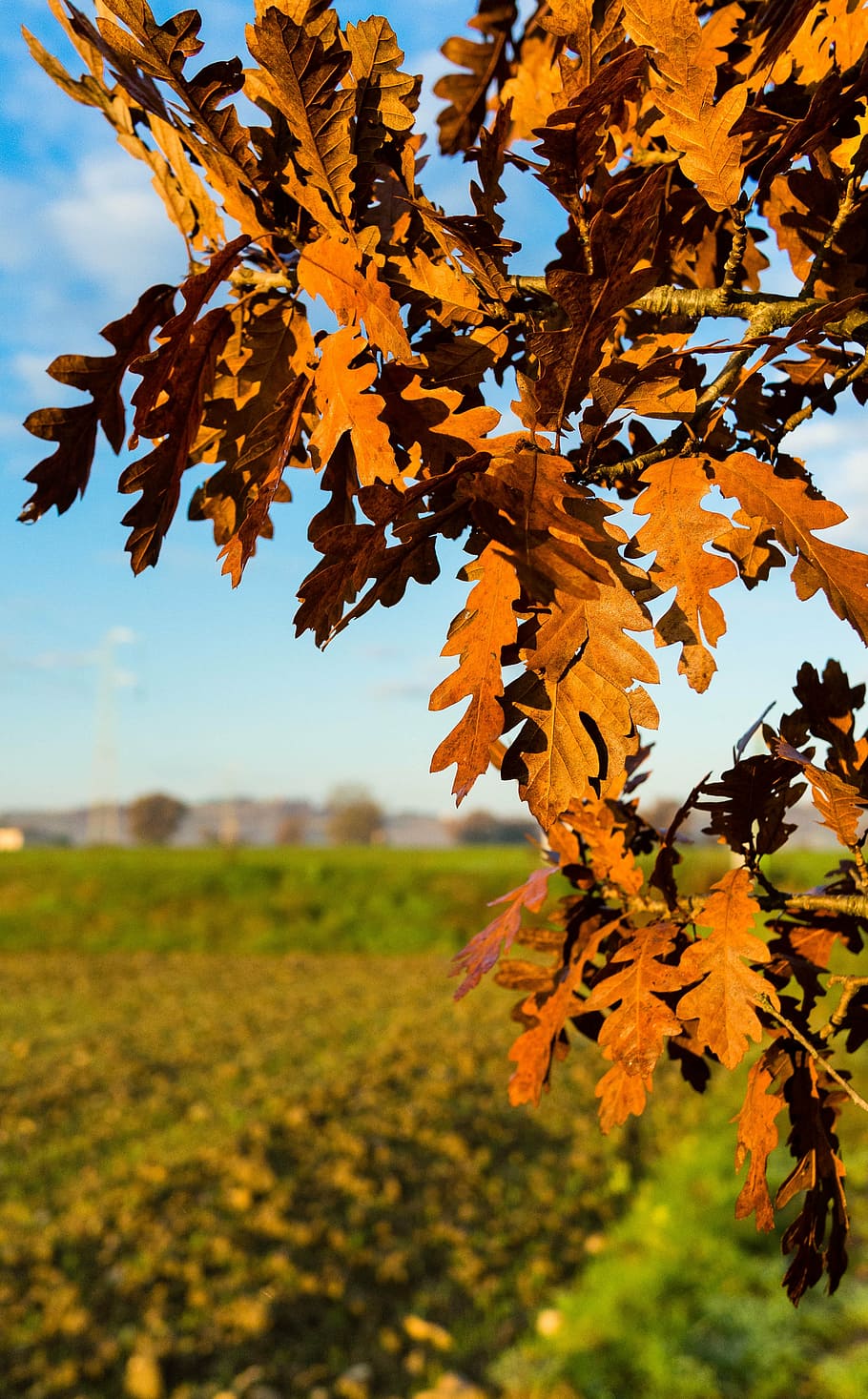 branch, tree, leaves, trees, branches, nature, autumn, trunk HD wallpaper