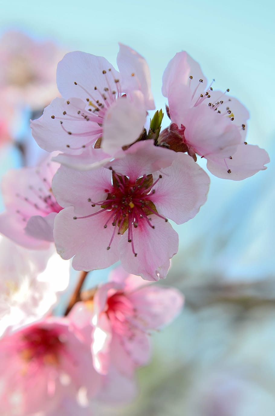white-and-pink cherry blossoms in close-up photography, fiori di pesco