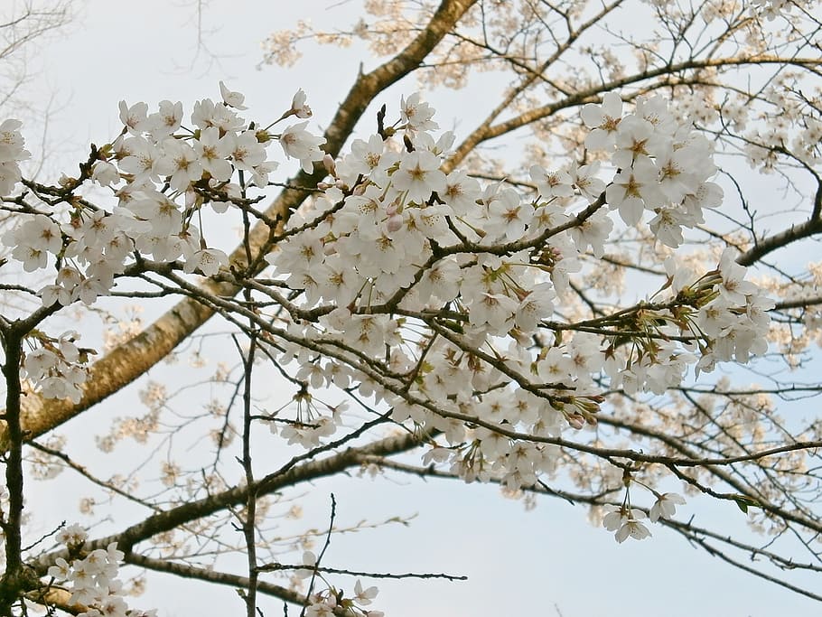 cherry, cherry tree, cherry blossoms, spring, branch, nature HD wallpaper