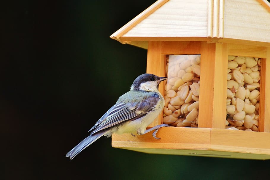 tit, bird, bird seed, peanuts, feed, depend, plumage, nature HD wallpaper