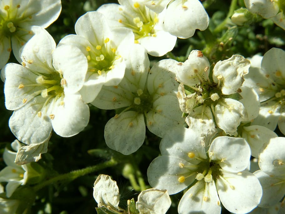flowers, apple flower, spring, garden, plant, growth, flowering plant HD wallpaper