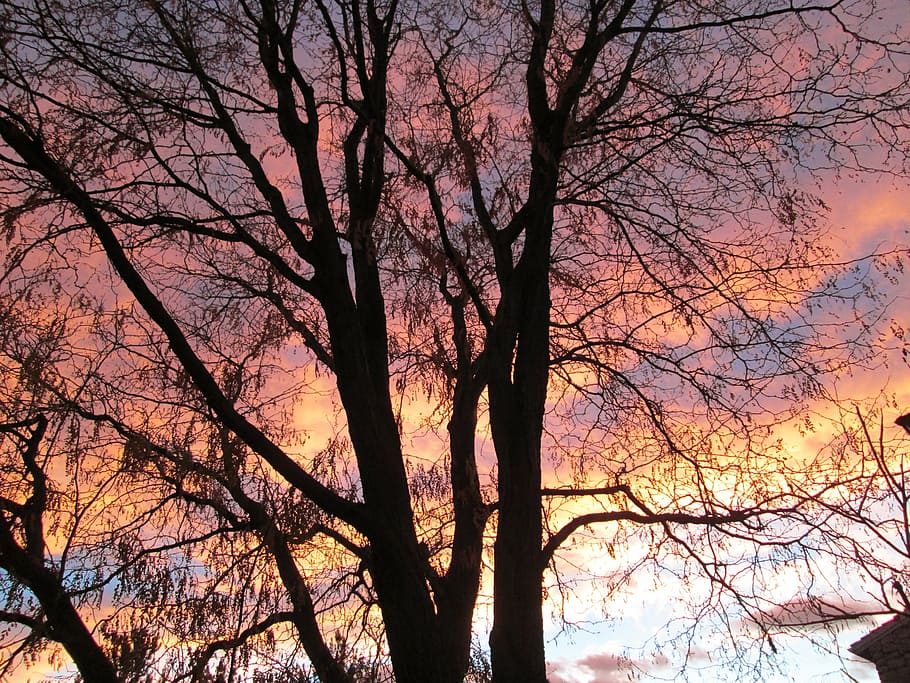 tree, clouds, sunrise, sky, color, morning, dawn, sunset, silhouette HD wallpaper