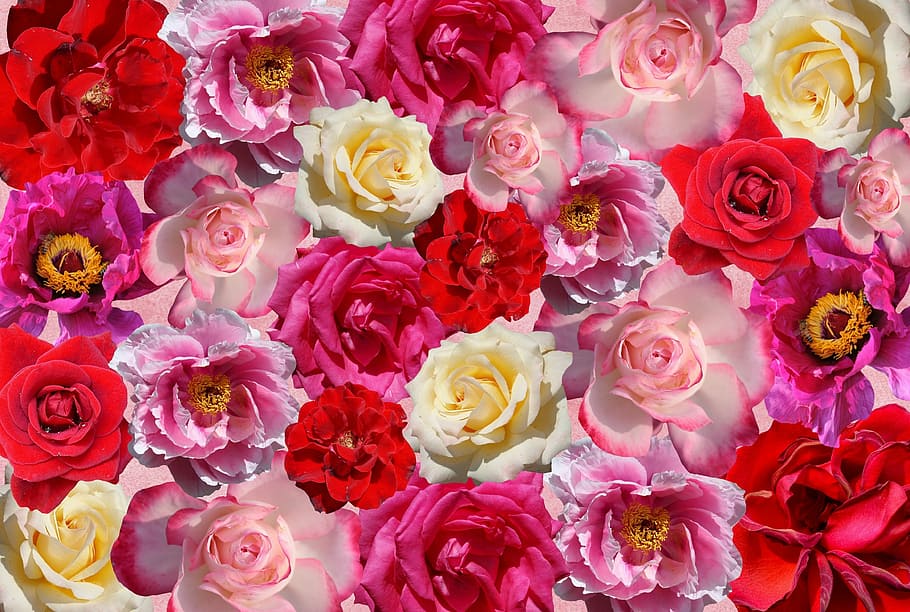 assorted-color flowers illustration, roses, love, red, pink, nature, HD wallpaper