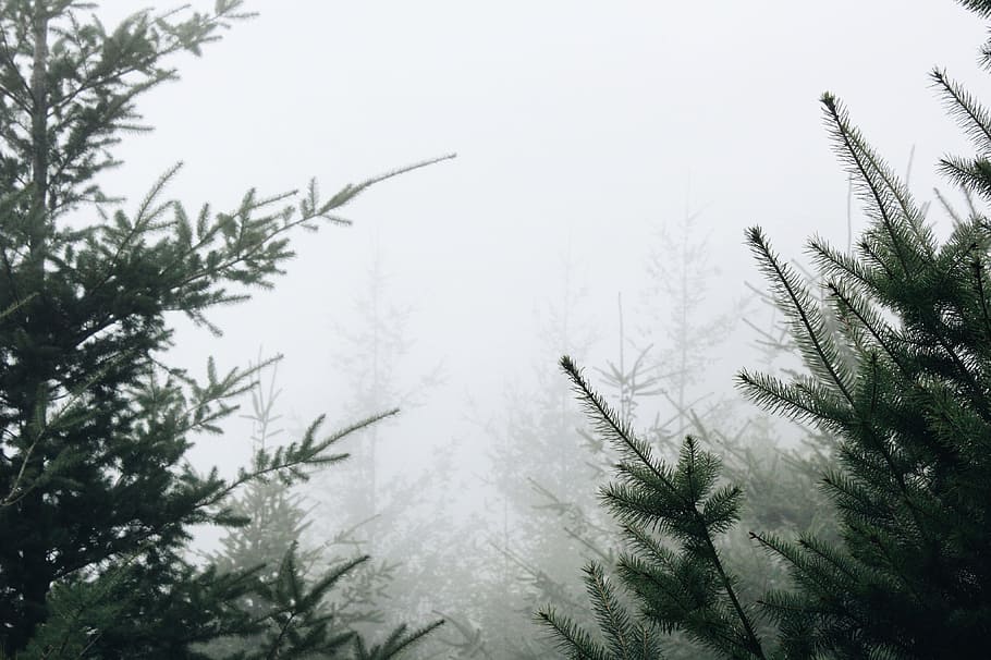 seaclouds and plants, pine trees during foggy daytime, green pine HD wallpaper