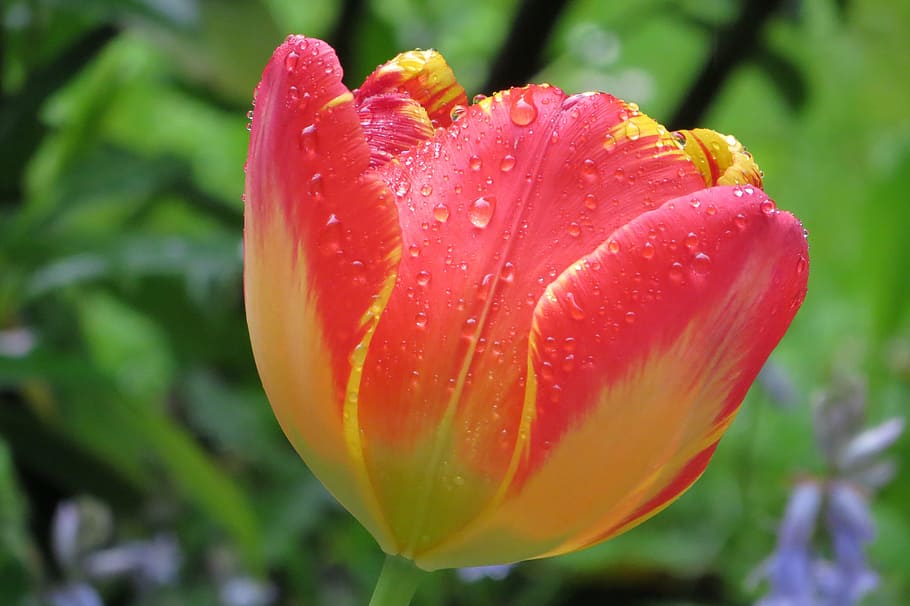 spring, tulip, garden, plant, beauty in nature, close-up, flowering plant HD wallpaper