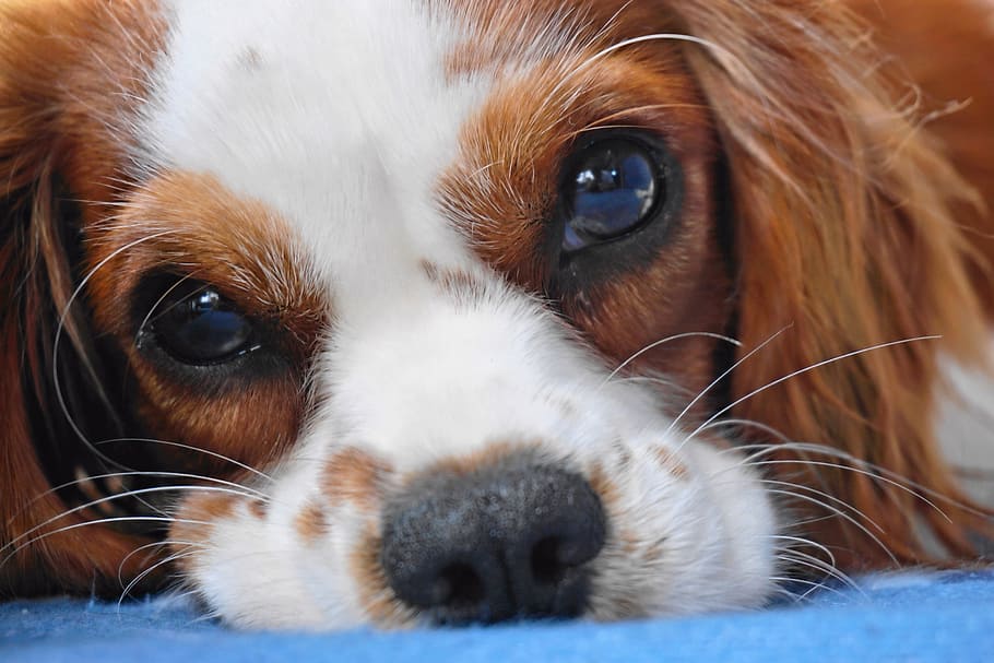 close-up photo of Cavalier King Charles spaniel lying on blue textile, HD wallpaper