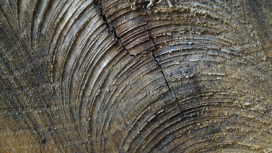wood, cross section, log, structure, nature, annual rings, grain HD wallpaper