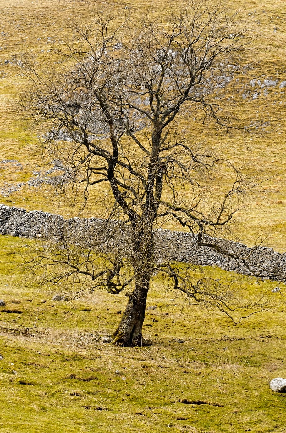 tree, branch, branches, nature, landscape, wood, canvas, seasons HD wallpaper