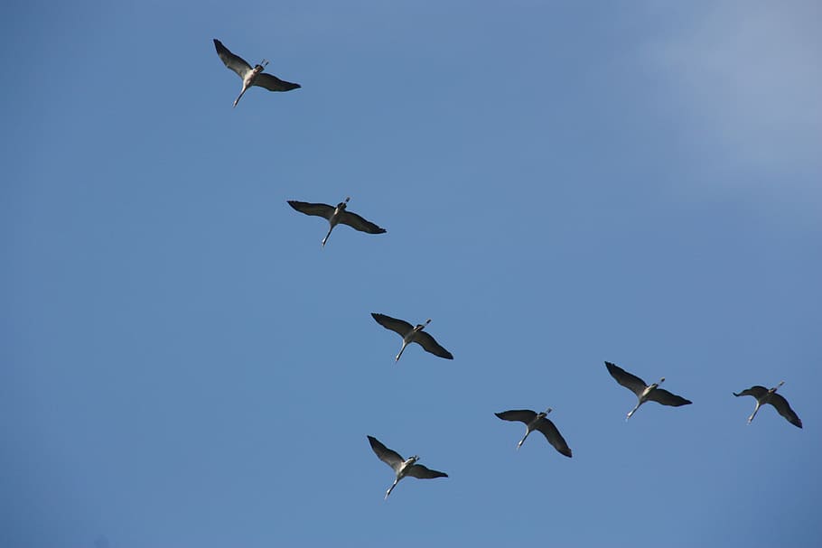 crane, bird, fly, flying, blue, animals in the wild, animal themes HD wallpaper