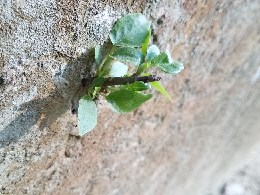 tree, wall, leaf, nature, plant, vintage, green, natural, forest HD wallpaper