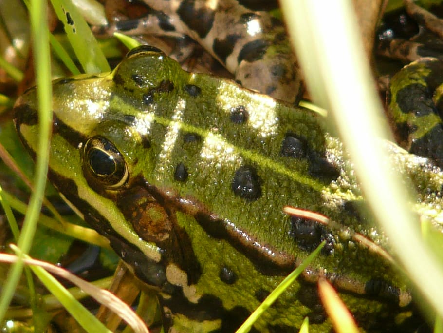 frog, tree frog, animal, green, grass, amphibian, nature, wildlife HD wallpaper