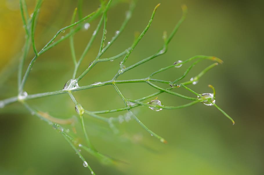 leaf, water, nature, green, drop, plant, summer, natural, rain HD wallpaper