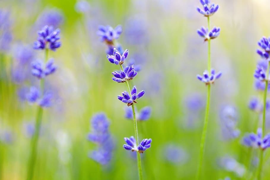 purple flowers, blurred background, bloom, close, flora, floral HD wallpaper