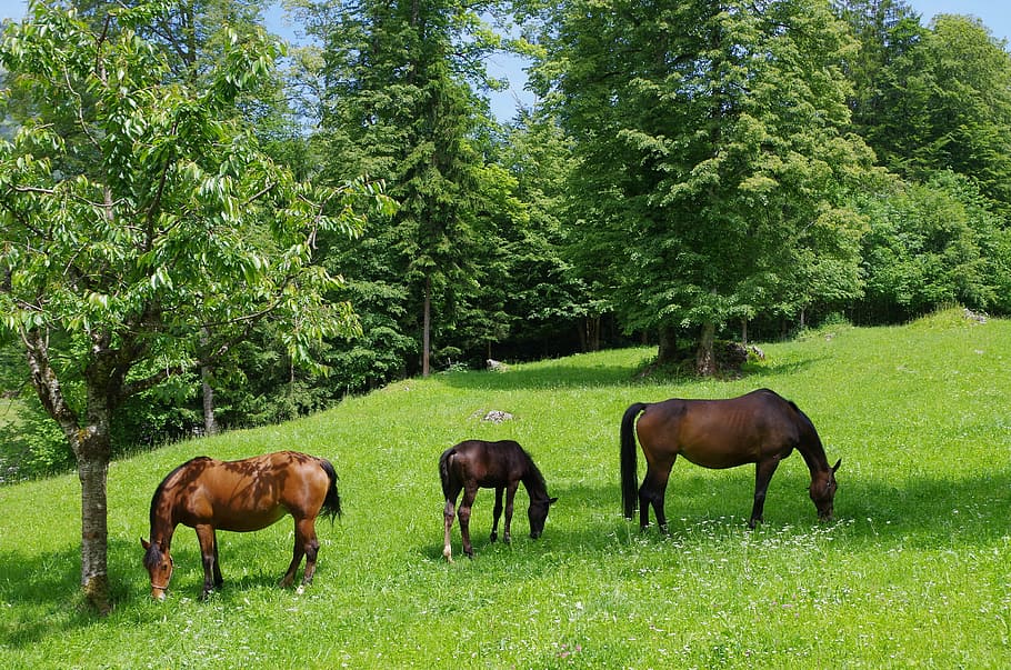 photo of three brown horses eating grass near pine trees, frank mountain