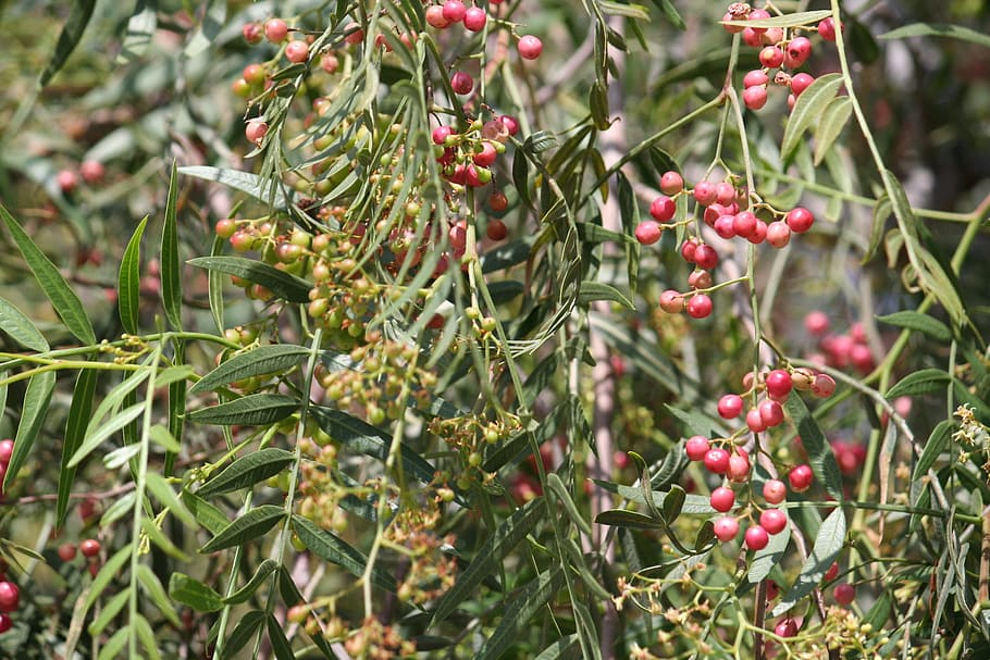 Pepper Tree, Berries, Bush, fruits, spices, nutrition, growth HD wallpaper