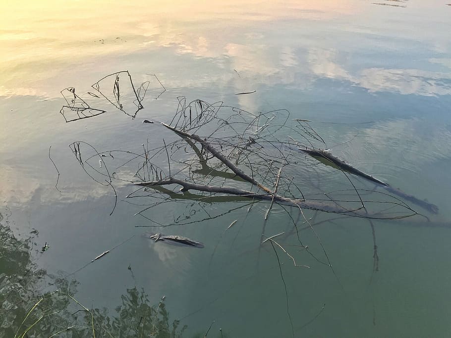 Deadwood, Water, Reflection, no people, nature, fog, outdoors HD wallpaper